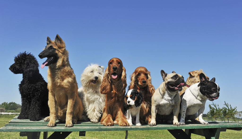 Various Dog Training Methods and Their Importance